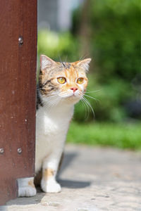 Portrait of a cat looking away