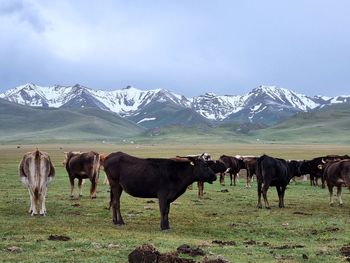 Cows on field against sky