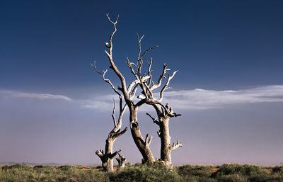 Bare tree on field against sky