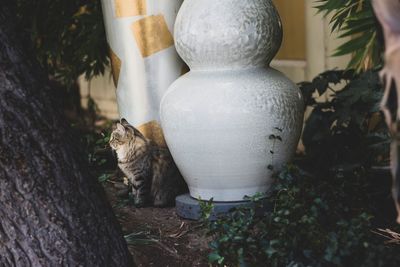 Cat sitting in a yard