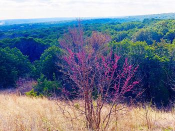 Plants and trees on landscape against sky