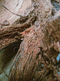 Close-up of tree trunk