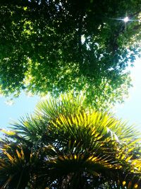 Low angle view of tree