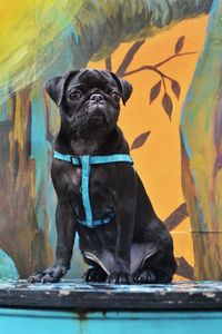 Black dog looking away while sitting outdoors