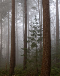 Pine trees in forest