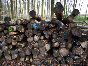 Stack of logs in forest
