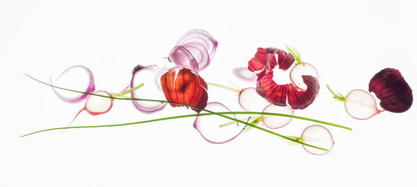 Close-up of flowering plant against white background