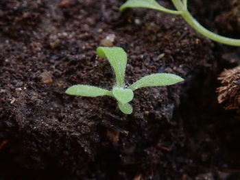 Close-up of small plant growing on field