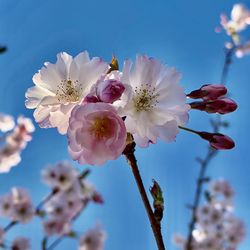 Close-up of cherry blossoms against sky