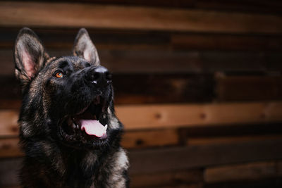 Close-up of dog looking away