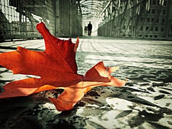 Woman in autumn leaves