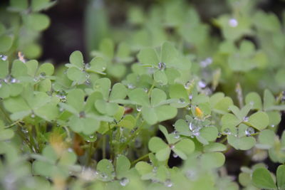 Close-up of raindrops on leaves