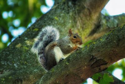 Low angle view of squirrel on tree