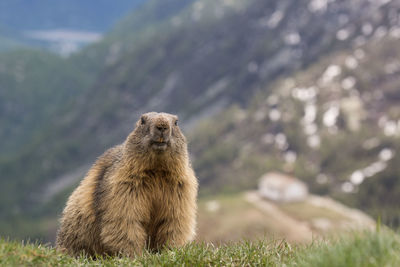 Portrait of a woodchuck on field