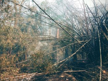 Bare tree in forest