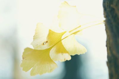 Close-up of yellow flower against blurred background