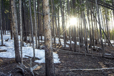 Sun shining through trees in forest