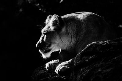 Lioness relaxing on field