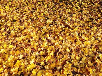 Full frame shot of autumn leaves