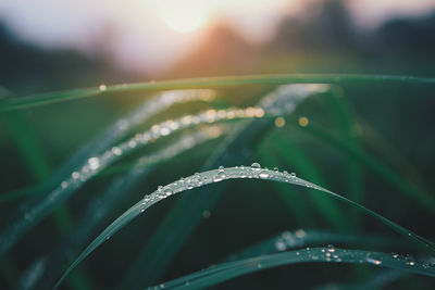 Close-up of water drops on leaf