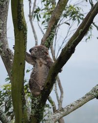 Low angle view of lizard on tree against sky