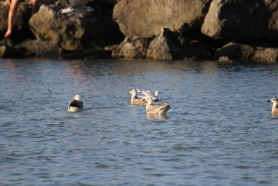 Ducks swimming in lake