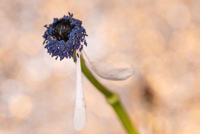 Close-up of wilted flower