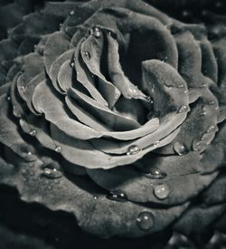 Close-up of wet rose