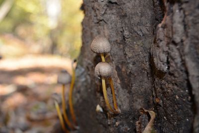 Close-up of mushrooms growing on tree trunk