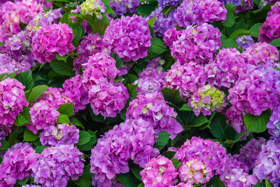 Full frame shot of pink flowering plants