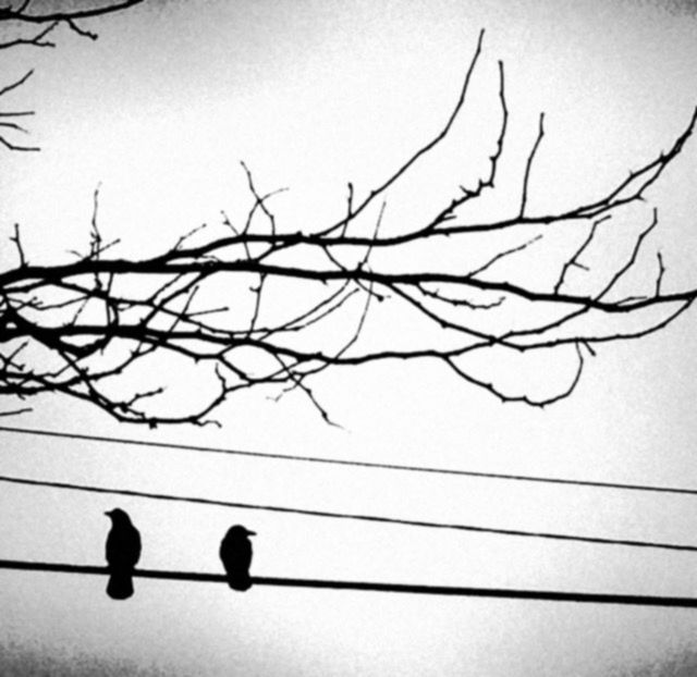 bare tree, branch, bird, low angle view, clear sky, silhouette, perching, tree, nature, wildlife, tranquility, sky, twig, day, outdoors, animal themes, no people, animals in the wild, dead plant, beauty in nature