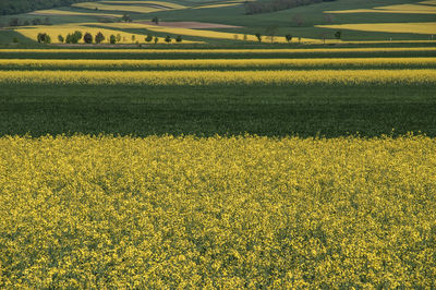 Yellow flowers growing in field