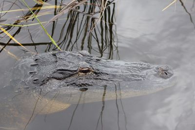 Close-up of crocodile in lake