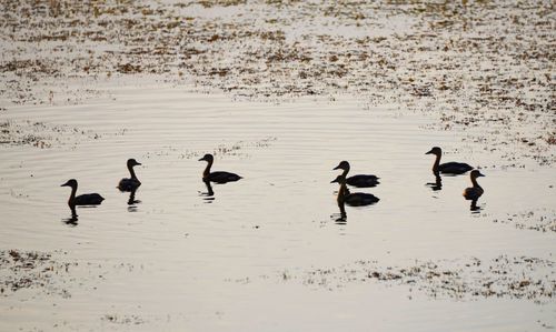 High angle view of ducks swimming on beach