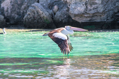 Bird flying over lake