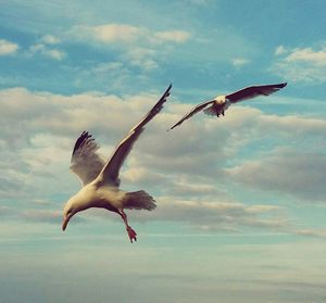 Low angle view of seagull flying against sky