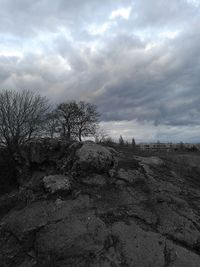 Bare trees on landscape against sky