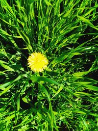 Close-up of yellow flower