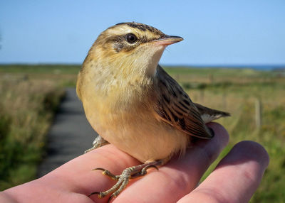 Close-up of bird