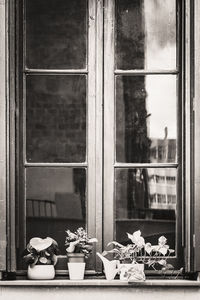 Potted plants on window sill of building