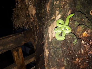 Close-up of lizard on tree trunk