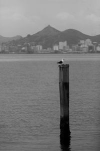 Bird at top of wood structure at sea