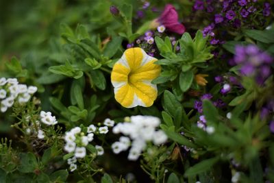 Close-up of yellow flowers blooming outdoors