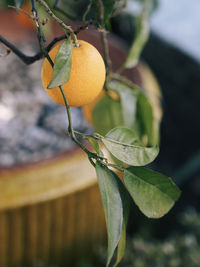 Close-up of lemon on tree