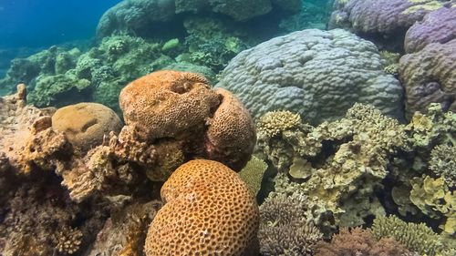 View of coral in sea