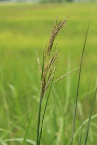 Close-up of stalks in field