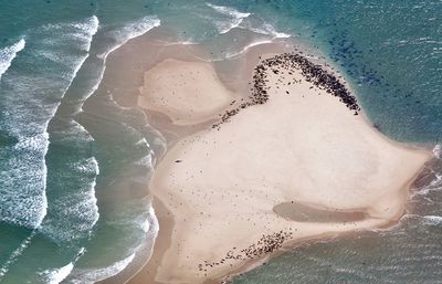 Seals haul out in the great white shark waters at chatham, cape cod