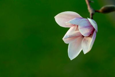 Close-up of flower against blurred background