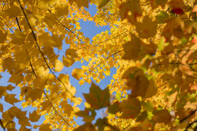 Low angle view of yellow flowering plants during autumn