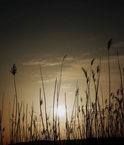 Close-up of silhouette plants on field against sunset sky